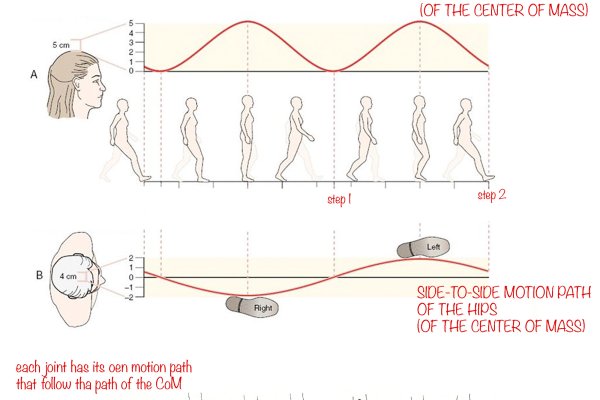 arc of motion from the kinesiology, science of human locomotion and motion