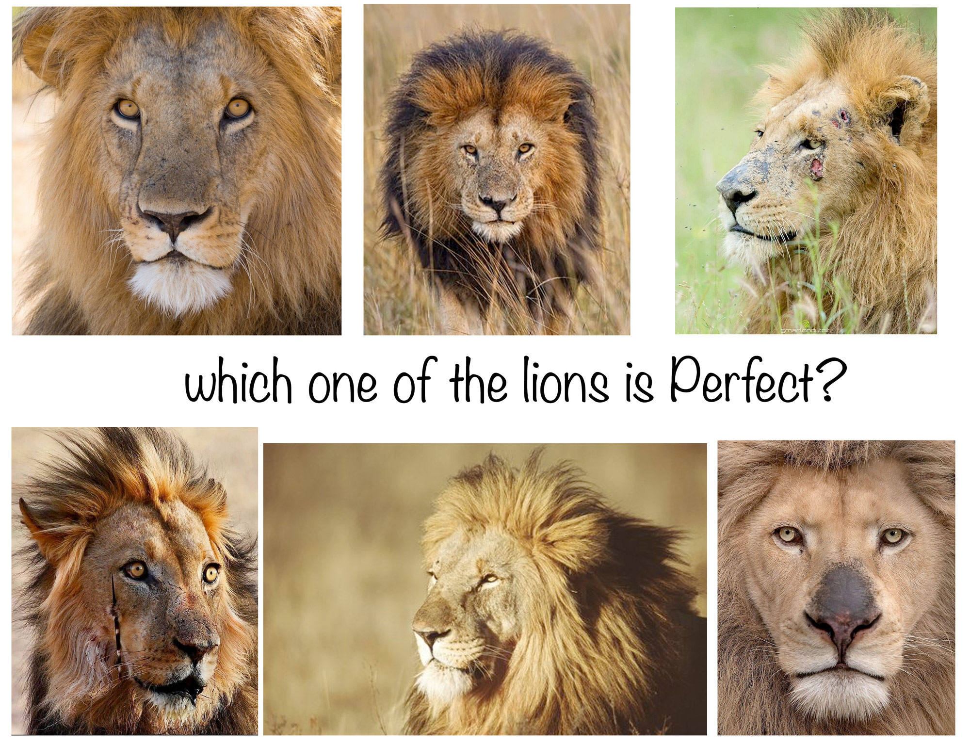 Image collage showing different types of lions, reflecting perfections vs imperfections